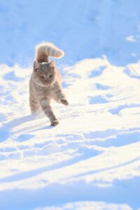 格安スマホ初心者のための選び方ガイドは？