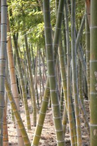 学資保険と貯金、どっちを選ぶべきか徹底比較！