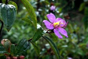 SIMフリースマホのおすすめ価格帯はどのくらいですか？