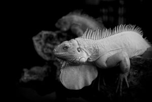 一人暮らしの家計が困窮した時の効果的な対策案は？